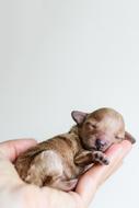 Hand Palm Puppy