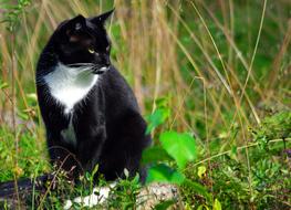 black cat with white breast in the grass