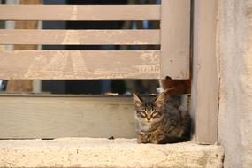 Portrait of small Cat Animal