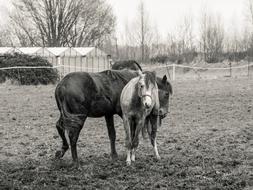 horse field view