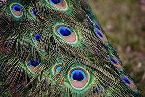 Colorful Bird Peacock Feathers