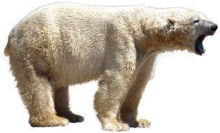 Profile portrait of the polar bear, at white background, clipart