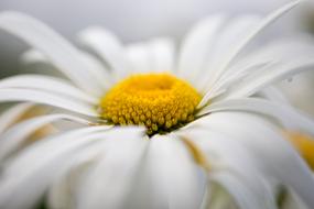 chamomile bud, close-up