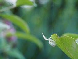 White Spider Insect at nature
