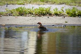 Animal Little Bird Sparrow Wild