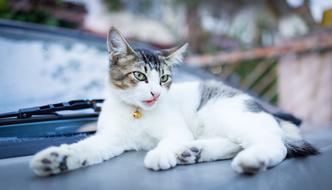 white gray cat lies on the hood of the car