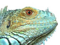 blue iguana head profile