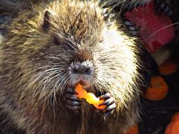 nutria gnaws fruit