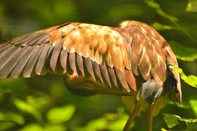 brown bird with wide wings close up