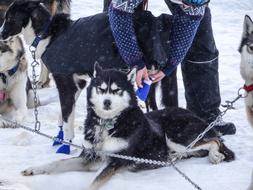 Husky Dog Animal at race