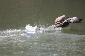 splashing ducks in the lake