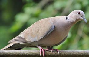 City Dove Collared Bird