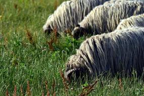 fluffy sheep in the grass