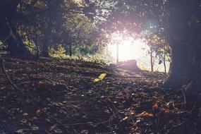 sunlight and autumn trees in the forest