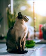House Cat sun