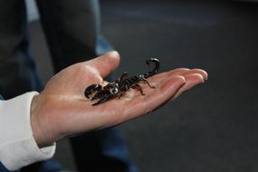 insect in a man's hand