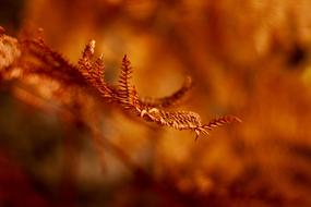 Blur Leaf Plant