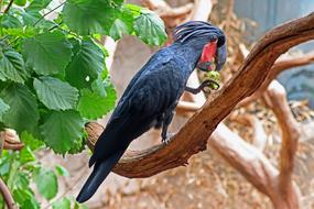 black parrot on a branch at the zoo