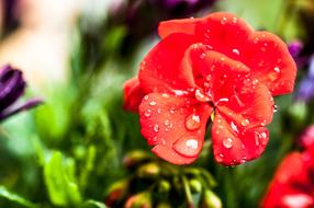 water drops on a red flower