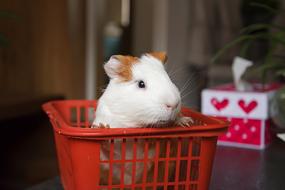 Animal Pets Guinea Pig in basket