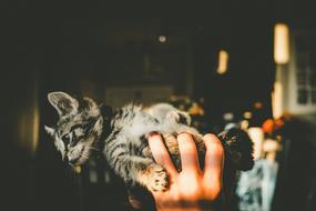 domestic kitten in hands close-up on a blurred background
