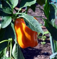 yellow peppers in the garden