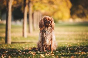 Dog Puppy Animal on grass