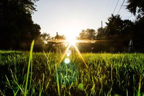 Field Green Grass