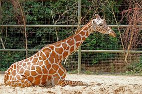 Giraffe Zoo Mammal