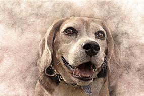 Old, vintage portrait of the cute dog, clipart