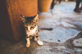 Cat Kitten at stone Floor