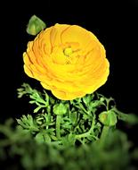 yellow flower in the sunlight