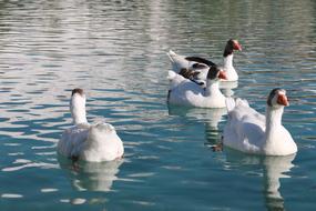 Duck Marine Bird