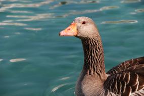 grey goose head at water close up