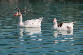 Duck Marine Bird