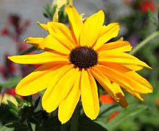 rudbeckia, Yellow Flower close up, coneflower