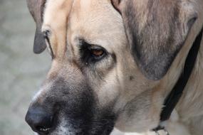 Mastin Mastino Dog Herding