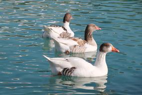 Duck Marine Birds