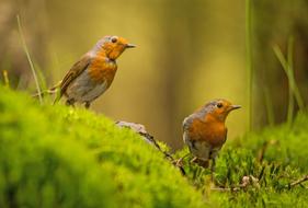 Robin Bird Nature