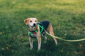 Walk with colorful and beautiful, cute dog on the green grass with leaves