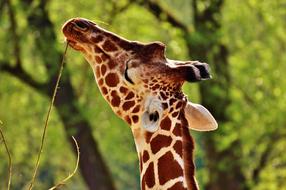 Giraffe eating leaves, head close up