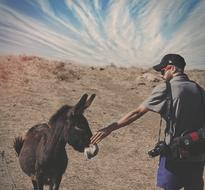 man with photo camera touching Donkey head