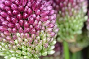 ornamental onions in bloom