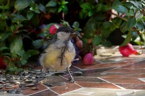 Bird Tit Parus Major