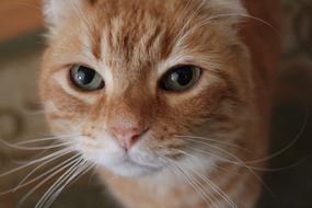 Close-Up picture of Orange Cat face