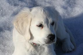 Golden Retriever Puppy Dog