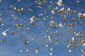 White Dove Birds