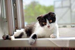 Kitten Cute Pet
