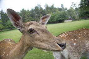 wild Deer Animals