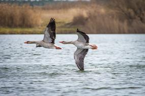 Colorful and beautiful geese flying above the lake, near the shore with plants